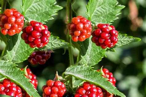 What berries grow in France?