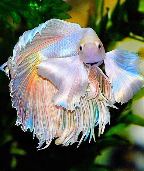 What betta fish is prettier?