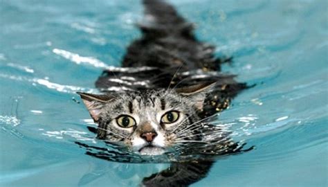What big cat can't swim?