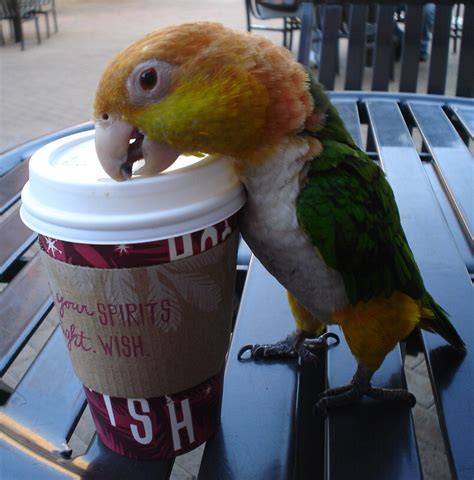 What bird eats coffee?