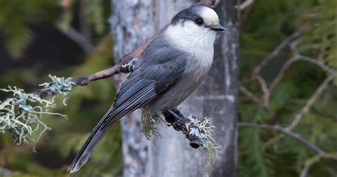 What bird is Canada known for?