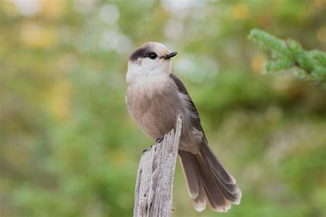What bird is only found in Canada?