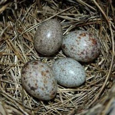 What bird steals other birds eggs?