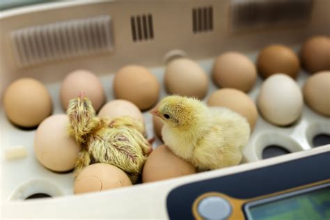 What birds take chicken eggs?