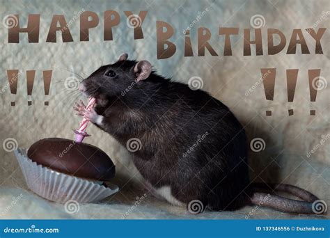 What birthday is the Rat?