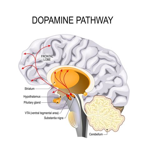 What blocks dopamine in the brain?