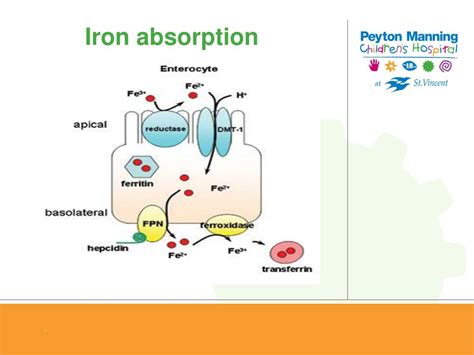 What blocks iron absorption?