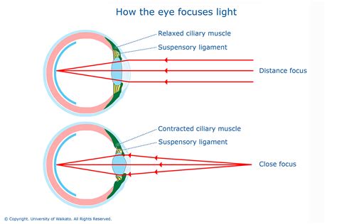 What blocks light in the eye?