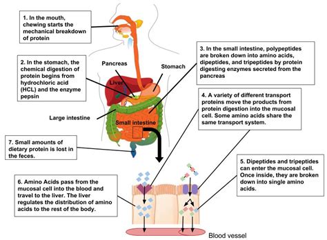 What blocks protein absorption?