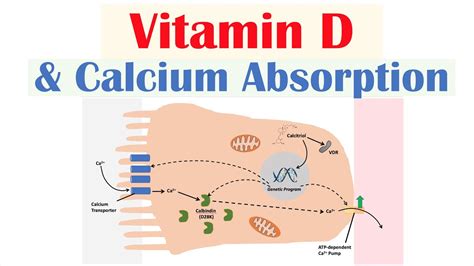 What blocks vitamin D absorption?