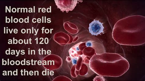 What blood cell lives for 120 days?