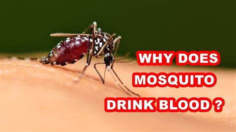 What blood do mosquitoes hate?