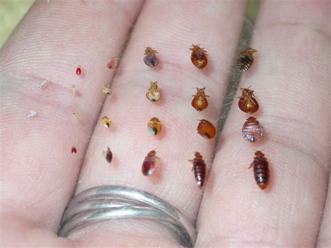 What blood type do bed bugs like?