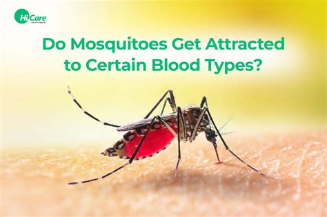 What blood type do mosquitoes like?