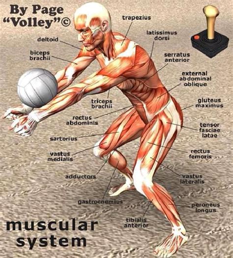 What body part can you not use in volleyball?