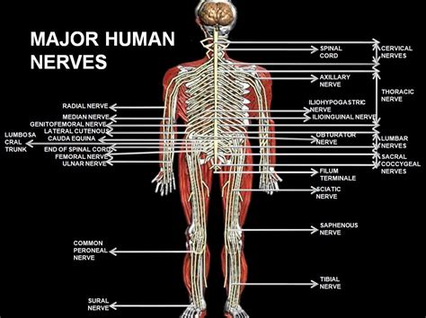 What body part has the most nerve endings?