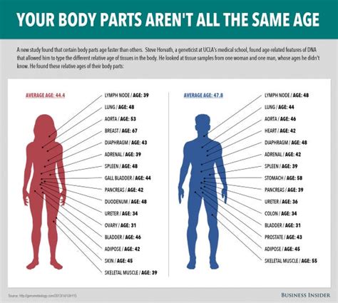 What body parts age the fastest?
