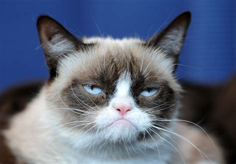 What breed is grumpy cat?