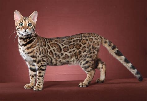 What breed of cat looks like a leopard?