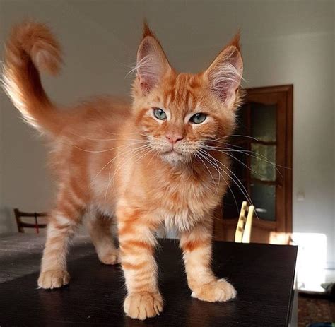 What breed of cat looks like a lynx?