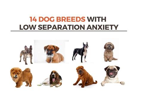 What breed of dog has the most separation anxiety?