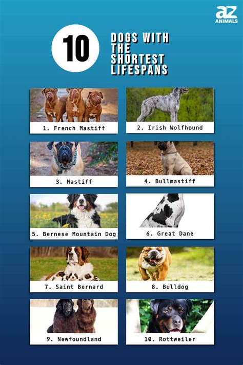 What breed of dog lives the shortest?
