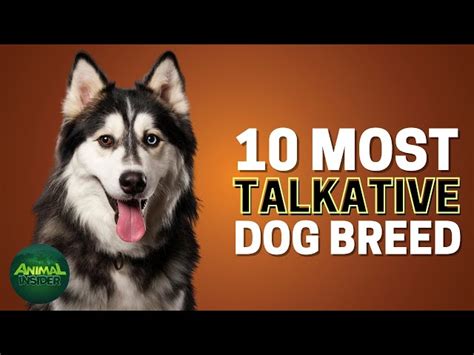 What breed of dog talks the most?