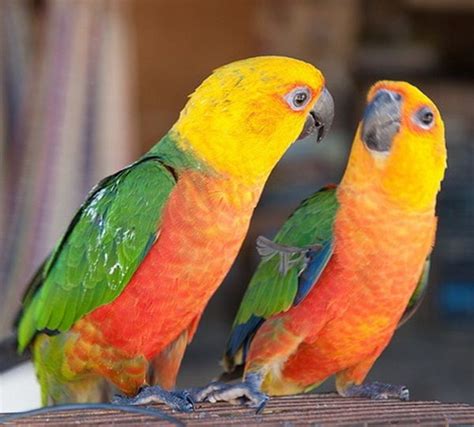 What breed of parrot is the friendliest?