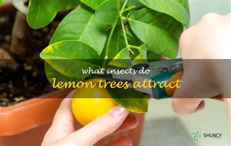 What bugs does lemon attract?