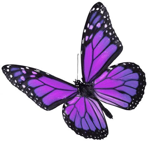 What butterflies are purple?