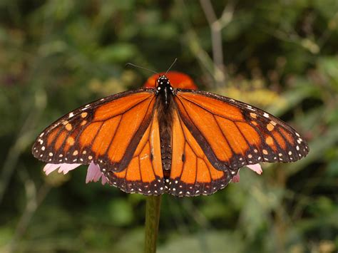 What butterfly is king called?