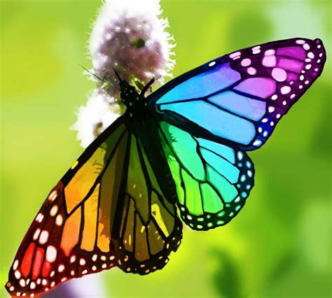 What butterfly is rainbow?