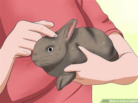 What calms a bunny?