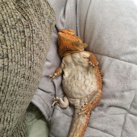 What calms bearded dragons?