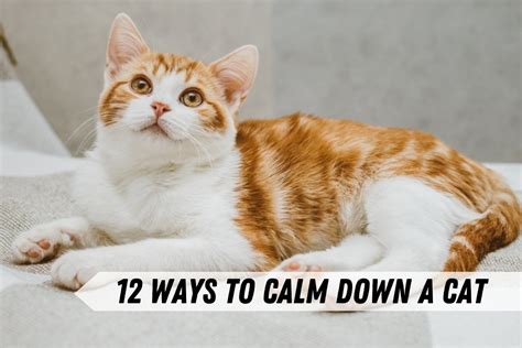 What calms cats down?