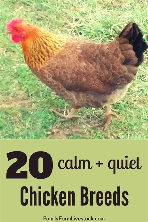 What calms chickens down?