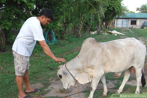 What calms cows?