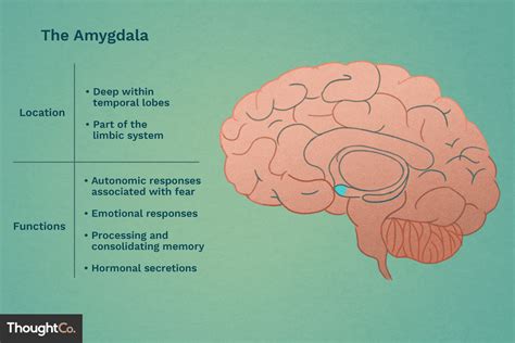 What calms the amygdala?