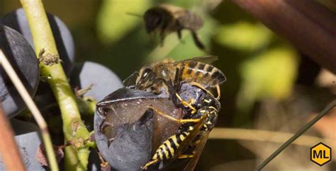 What calms yellow jackets?