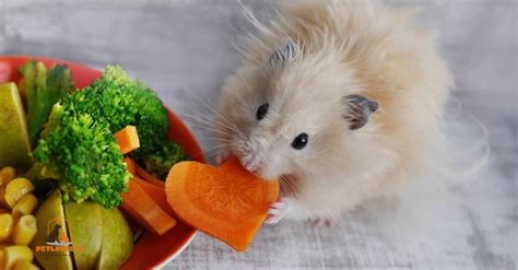 What can't hamsters eat?