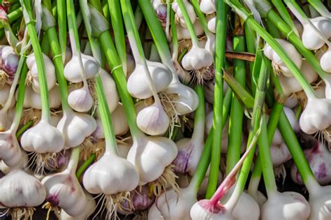 What can I do with fresh garlic leaves?