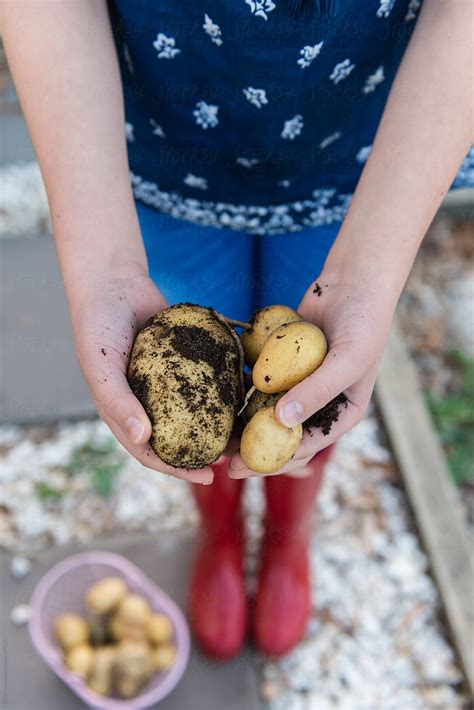 What can I do with freshly dug potatoes?