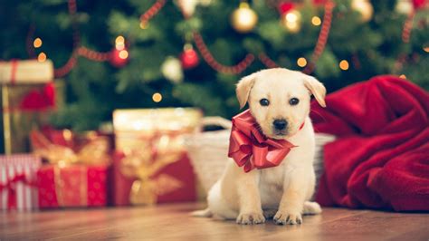 What can I do with my dog on Christmas?