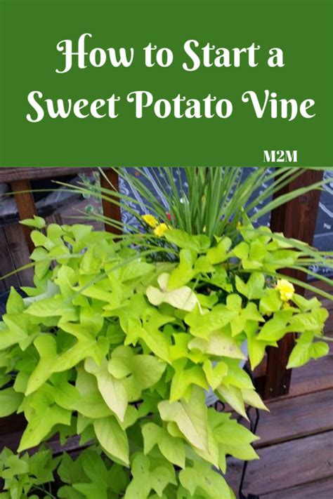 What can I do with sweet potato vines in the winter?