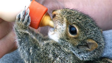 What can I feed a baby squirrel?