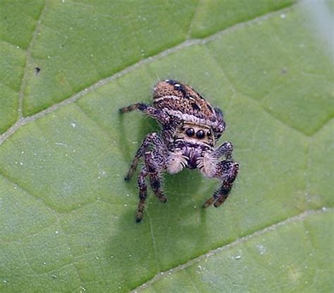 What can I feed my jumping spider?