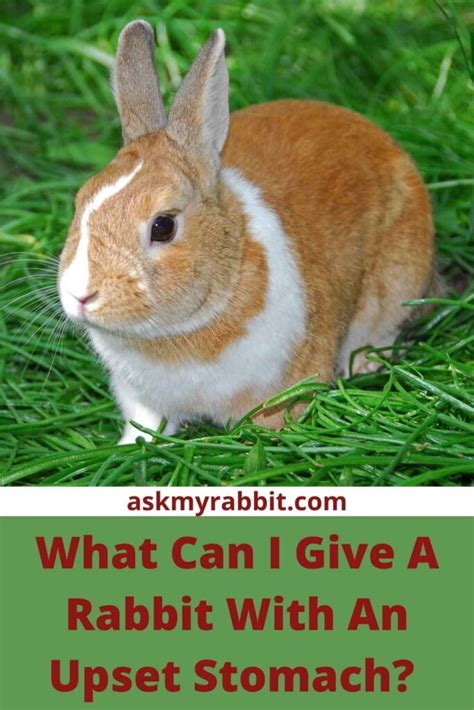 What can I give a rabbit with an upset stomach?