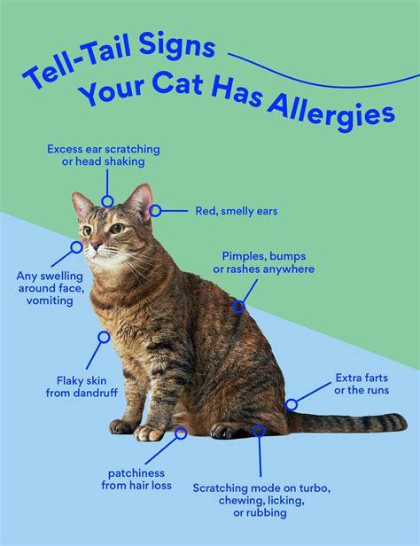 What can I give my cat for spraying?