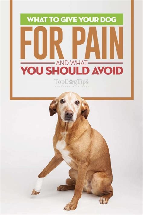 What can I give my dog for pain?