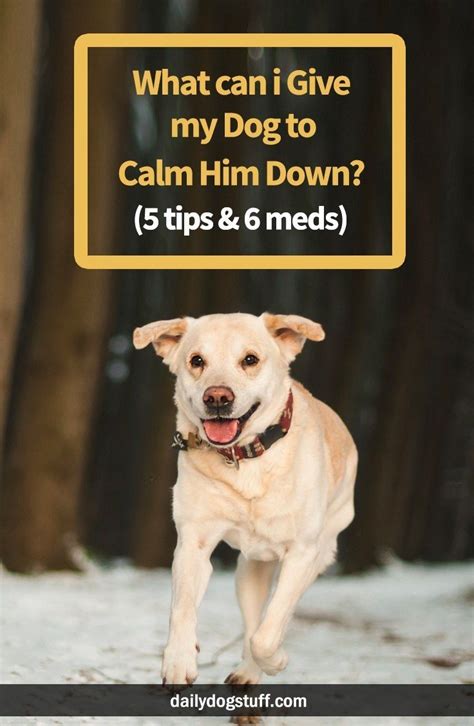 What can I give my dog to calm him down naturally?